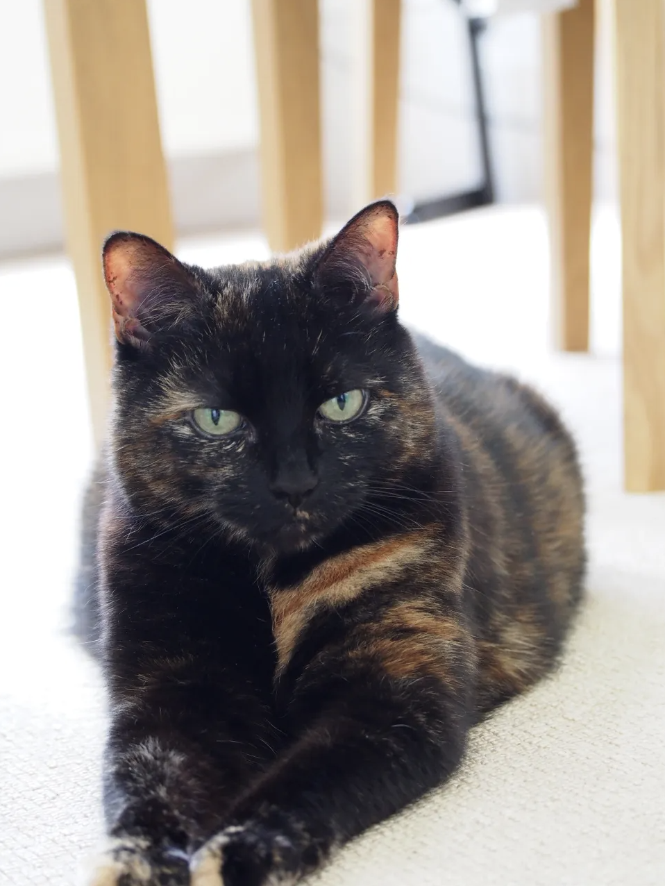 Regular picture of Cassie Cat